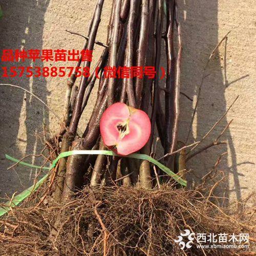 红心苹果苗