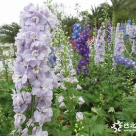 飞燕草草花基地 飞燕草价格 飞燕草批发出售 飞燕草图片