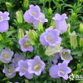 风铃草草花批发基地  风铃草价格  风铃草大量出售  风铃