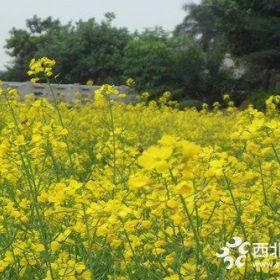 观赏油菜花基地 观赏油菜花种植 观赏油菜花价格