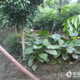 海芋批发基地 海芋价格 海芋大量出售 海芋花白色