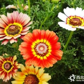 花环菊批发基地 花环菊基地直销 花环菊大量出售