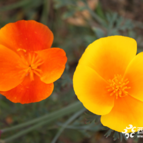 花菱草大量批发基地  花菱草价格  花菱草基地直销