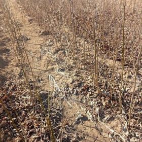 软枣苗价格 软枣苗种植基地