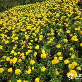 花毛茛草花基地直销 花毛茛价格 花毛茛大量出售