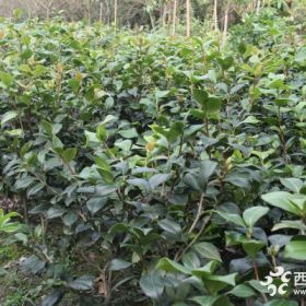 茶梅小苗批发 茶梅工程苗直销 茶梅苗子大量出售