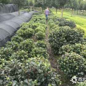 茶梅球批发基地 茶梅球价格 茶梅球产地直销