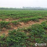 2018年草莓苗批发多少钱 草莓苗基地价格