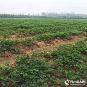 2018年草莓苗批发多少钱 草莓苗基地价格