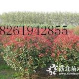 緊湊型冠幅2.5米紅葉石楠球價格 南京石楠基地供應參考