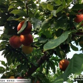 遼寧大紅袍李子苗價格，遼寧3公分大紅袍李子苗報價