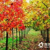 南京北美楓香基地16公分17公分楓香樹(shù)價(jià)格貴不貴