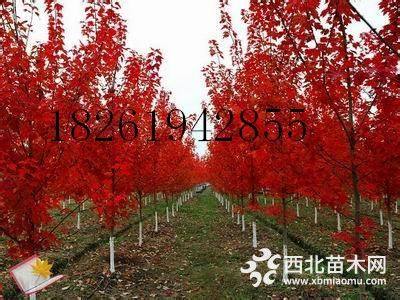 美國紅楓價(jià)格