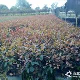 紅葉石楠工程苗 紅葉石楠價(jià)格 紅葉石楠苗木基地