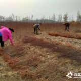 哪有山杏苗 今年多少钱一棵