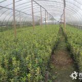 花葉黃楊價格 花葉黃楊大量出售 花葉黃楊苗木批發(fā)基地