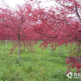 日本红枫基地，日本红枫产地，供应：2-20公分日本红枫