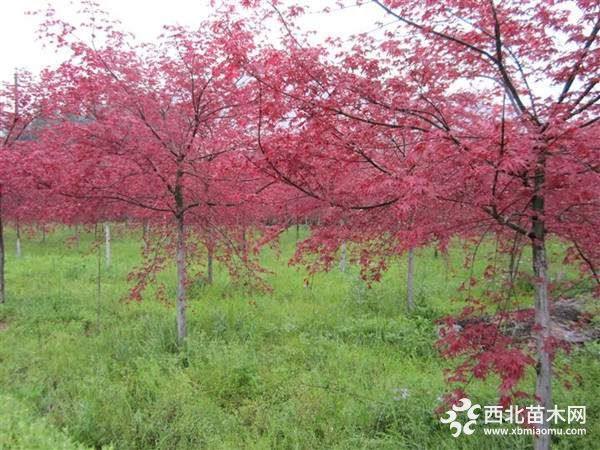 日本红枫