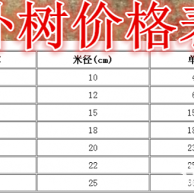 朴树基地，朴树产地，丛生朴树基地，丛生朴树产地