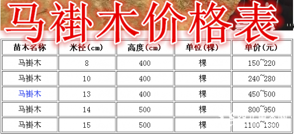 马褂木基地，马褂木产地，供应：8-20公分马褂木