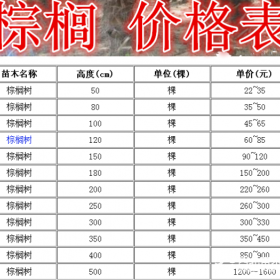 棕榈基地，棕榈产地，供应：1-5米棕榈