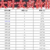 大叶女贞基地，大叶女贞产地，供应：2-20公分大叶女贞