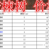 苦楝樹基地，苦楝樹產(chǎn)地，供應(yīng)：2-20公分苦楝樹