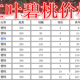 红叶碧桃基地，紫叶碧桃产地，供应：2-15公分红叶碧桃