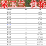 紫玉蘭產(chǎn)地，紫玉蘭基地，供應(yīng)：2-20公分紫玉蘭