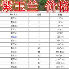 紫玉兰产地，紫玉兰基地，供应：2-20公分紫玉兰