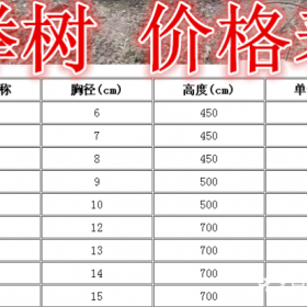 榉树基地，榉树产地，供应：2-20公分榉树