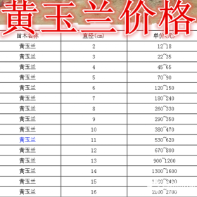 黄玉兰基地，黄玉兰产地，供应：2-20公分黄玉兰