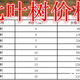 七叶树基地，七叶树产地，供应：5-20公分七叶树