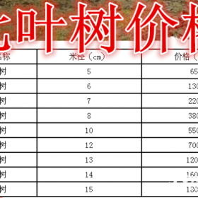 七叶树基地，七叶树产地，供应：5-20公分七叶树