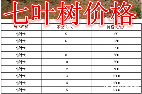 七叶树