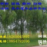 8公分雄性垂柳價(jià)格 8公分垂柳價(jià)格無絮垂柳價(jià)格