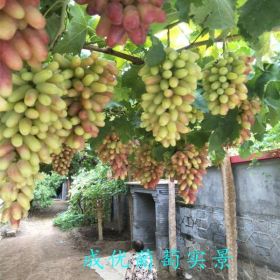 哪里有葡萄树苗,甜蜜蓝宝石葡萄树苗哪里卖,葡萄苗基地价格