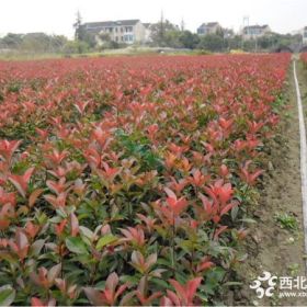 河南哪里賣(mài)50公分以上紅葉石楠  紅葉石楠種植基地