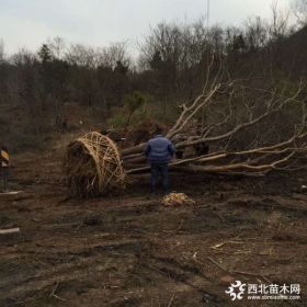 丛生榔榆价格