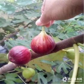 波姬红无花果树苗哪有、供应无花果苗