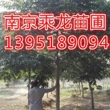 14公分无患子价格