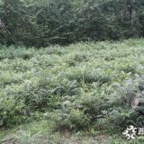 十大功勞批發(fā)基地 十大功勞價(jià)格 十大功勞大量出售