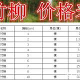 美国竹柳基地，速生竹柳基地，供应：2-20公分