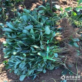 哪里有丰香草莓苗出售 新品种丰香草莓苗 丰香草莓苗价格