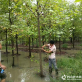 枫香基地在哪 产地供应5-15公分枫香，价格