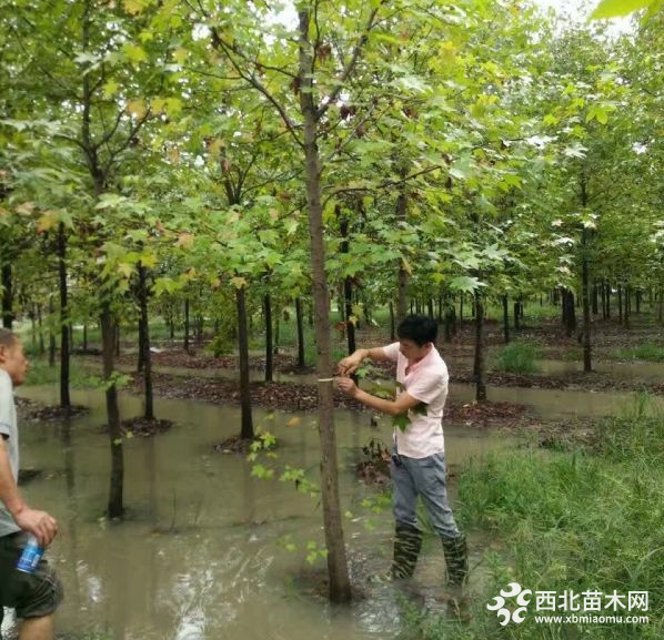 枫香树