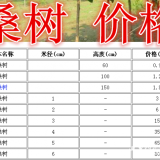 桑树基地，桑树产地，供应：2-30公分桑树