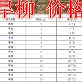 旱柳基地，旱柳产地，供应：2-40公分旱柳