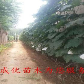 葡萄苗批发价格多少钱,山东葡萄苗批发基地,天然无核葡萄苗多少