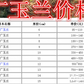 广玉兰基地，广玉兰产地，供应：5-20公分广玉兰